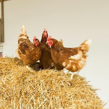 Ferienwohnung Murg Niederhof Екстер'єр фото